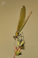 Motylice leskla - Calopteryx splendens - Banded Demoiselle 3627